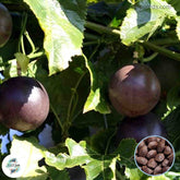 50 Purple Passion Fruit (Passiflora edulis) Vine passion flower Seeds (Asia Vegetable) Granadilla Passiflora edulis